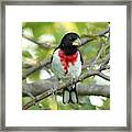 Rose-breasted Grosbeak #4 Framed Print