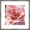 Rose In Pink #3 Framed Print