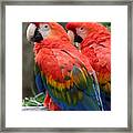 Scarlet Macaw #2 Framed Print