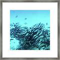 School Of Fish Fish In Indian Ocean, Maldives. #2 Framed Print