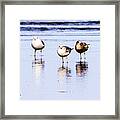 Sea Birds #2 Framed Print