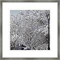 Snow Covered Trees #3 Framed Print