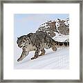 Snow Leopard #2 Framed Print