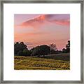 Sunflowers In Pink #4 Framed Print