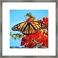 The Resting Monarch Framed Print