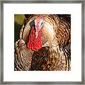 Tom Turkey #2 Framed Print