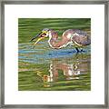 Tricolored Heron With Fish #2 Framed Print
