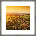Vineyard In Tuscany, Ripe Grapes At Sunset #2 Framed Print