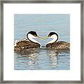 Western Grebe With Chicks #2 Framed Print