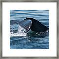 Humpback Whale Tail 1 Framed Print