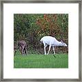 White Buck In Autumn #2 Framed Print