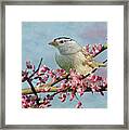 White-crowned Sparrow #2 Framed Print
