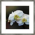 White Orchid - Doritaenopsis Orchid #1 Framed Print