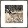 White Tailed Deer Shirley New York #2 Framed Print