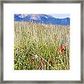 Wildflowers And Pikes Peak In The Pike National Forest #2 Framed Print