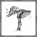Woolly Mammoth Skeleton Framed Print