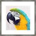 Yellow And Blue #1 Framed Print
