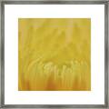 Yellow Mum Petals #2 Framed Print