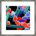 Yogurt Bacteria #2 Framed Print