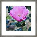 2015 After The Frost At The Garden Pink  Rose Framed Print