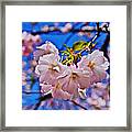 2015 Early Spring Cherry Blossoms 2 Framed Print