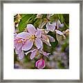 2015 Spring At The Gardens White Crabapple Blossoms 1 Framed Print