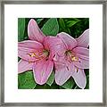 2015 Summer At The Garden Pink Lilies 1 Framed Print