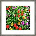 2016 Acewood Tulips Overiew Framed Print