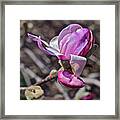 2016 Early Spring Loebner Magnolia 2 Framed Print
