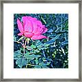 2016 Late Blooming Rose 1 Framed Print