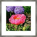 2016 Late May Coral Supreme Peony Framed Print