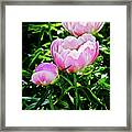 2016 Late May Soft Apricot Kisses Peonies Framed Print