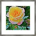 2016 Mid October At The Garden Day Breaker Floribunda Rose Framed Print