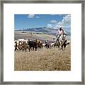 2016 Reno Cattle Drive 6 Framed Print