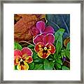 2017 Early May At The Garden Spring Pansies Framed Print