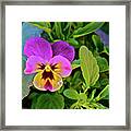 2017 Earthday Olbrich Gardens Welcoming Pansy Framed Print