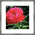 2017 End Of May At The Gardens Ruby Slippers Peony Framed Print