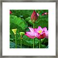 Blossoming Lotus Flower Closeup #22 Framed Print