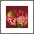 Jacob In A Pink Peony Rose Framed Print