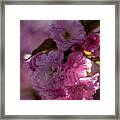 Cherry Blossoms #259 Framed Print