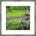 Blue Heron #27 Framed Print