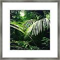 Jungle Leaves #29 Framed Print