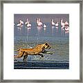 African Lioness Panthera Leo Hunting #3 Framed Print
