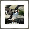 Atlantic Puffin #4 Framed Print