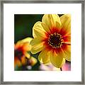 Autumn Flowers #3 Framed Print