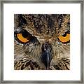 Bengal Eagle Owl #3 Framed Print