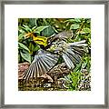 Black-throated Green Warbler #3 Framed Print
