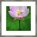 Blossoming Lotus Flower Closeup #3 Framed Print