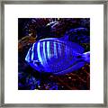 Blue Fish #3 Framed Print