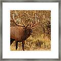 Bull Elk #3 Framed Print